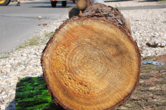 08 - 2015 Austausch der Baumstämme