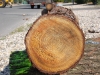 DSCN0133_800