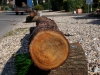 DSCN0164_800